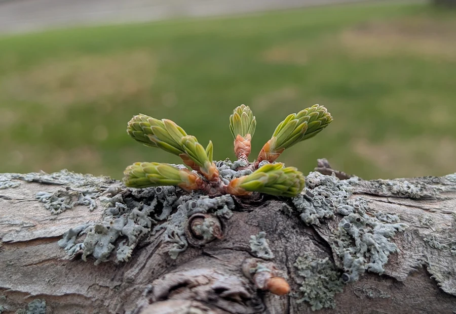 spring buds on an evergreen tree