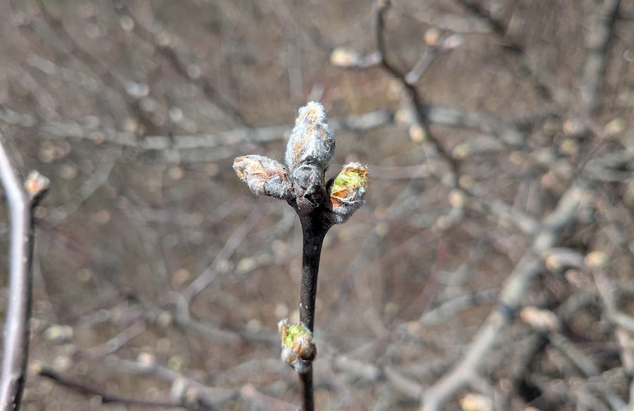 spring buds on a tree of some kind