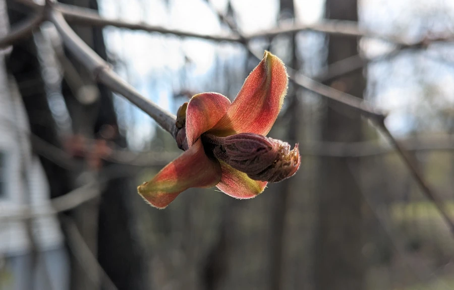 spring buds on a maple tree
