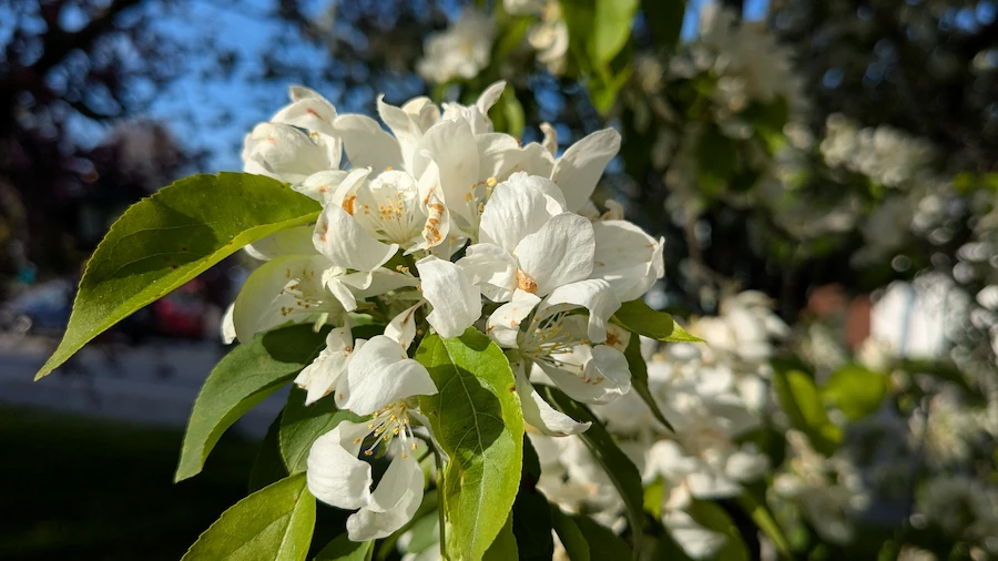spring blooms, white