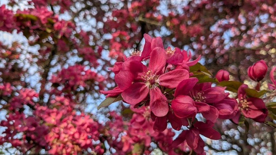 spring blooms, pink