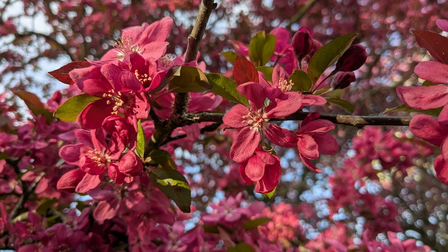 spring blooms, pinker still